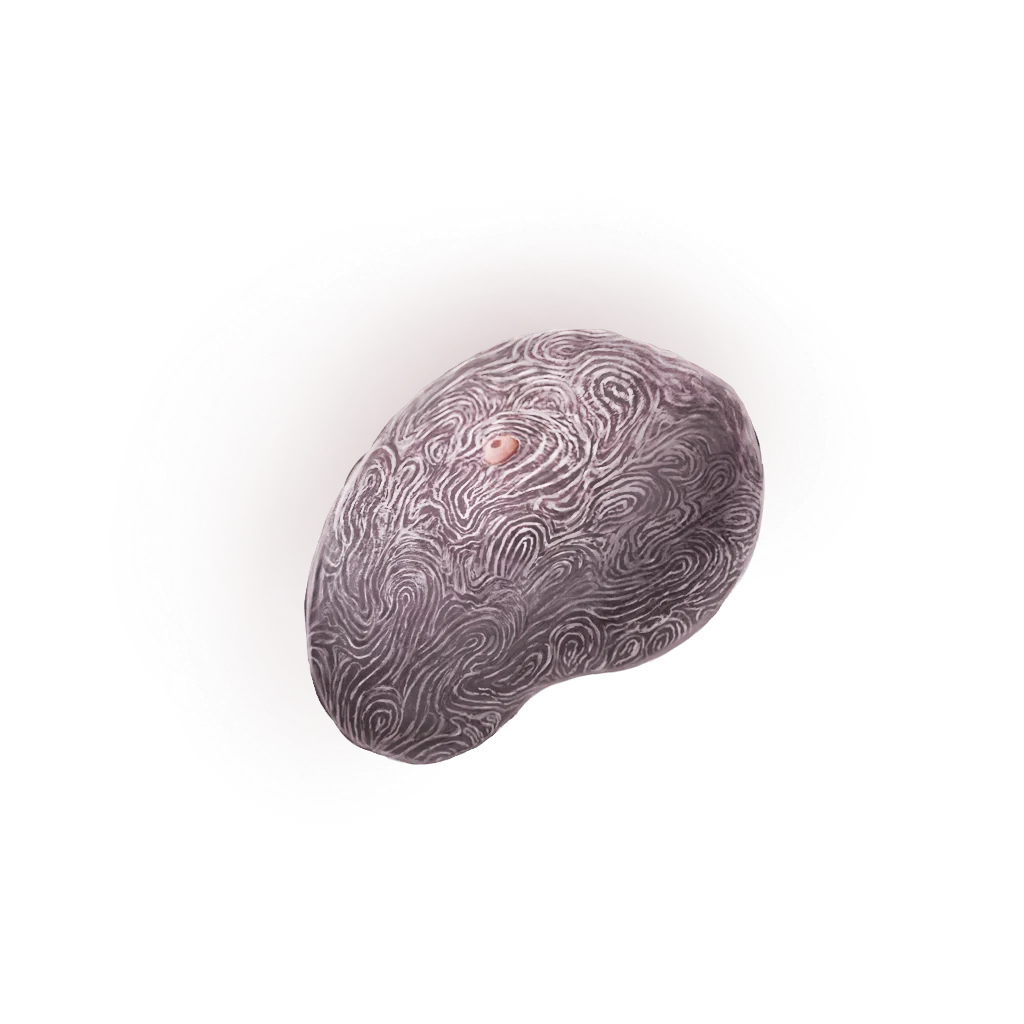 Fingerprint Nostrum