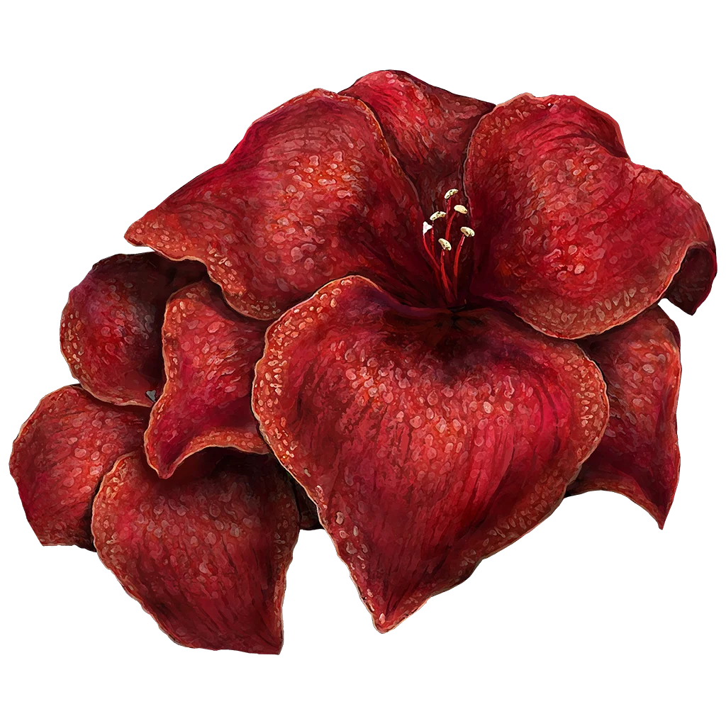 Sanguine Amaryllis