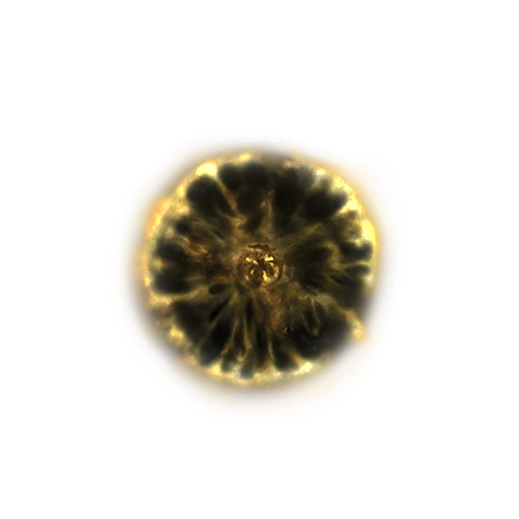 Shadow Realm Rune [5]