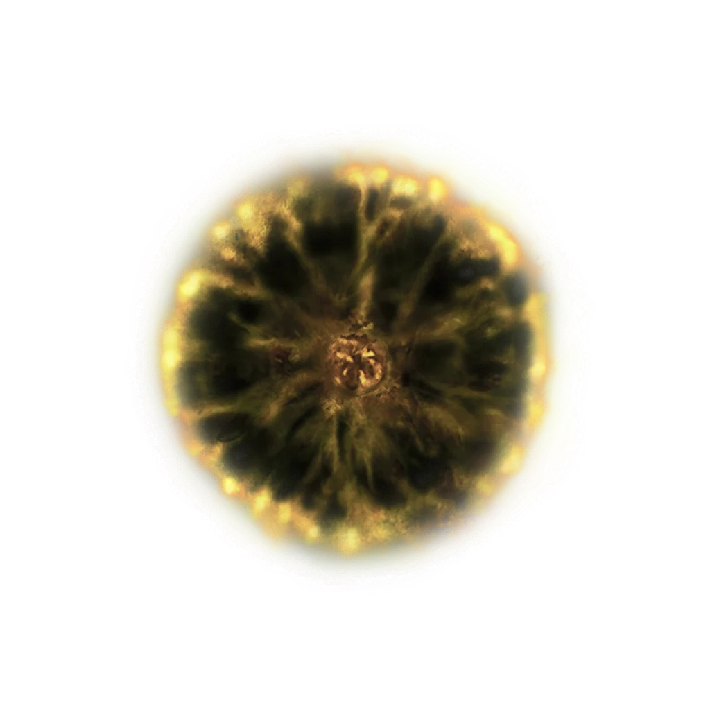 Shadow Realm Rune [6]