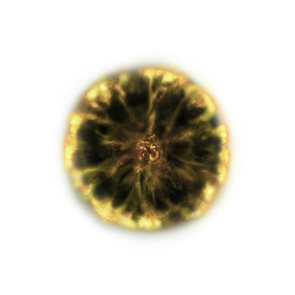 Shadow Realm Rune [7]