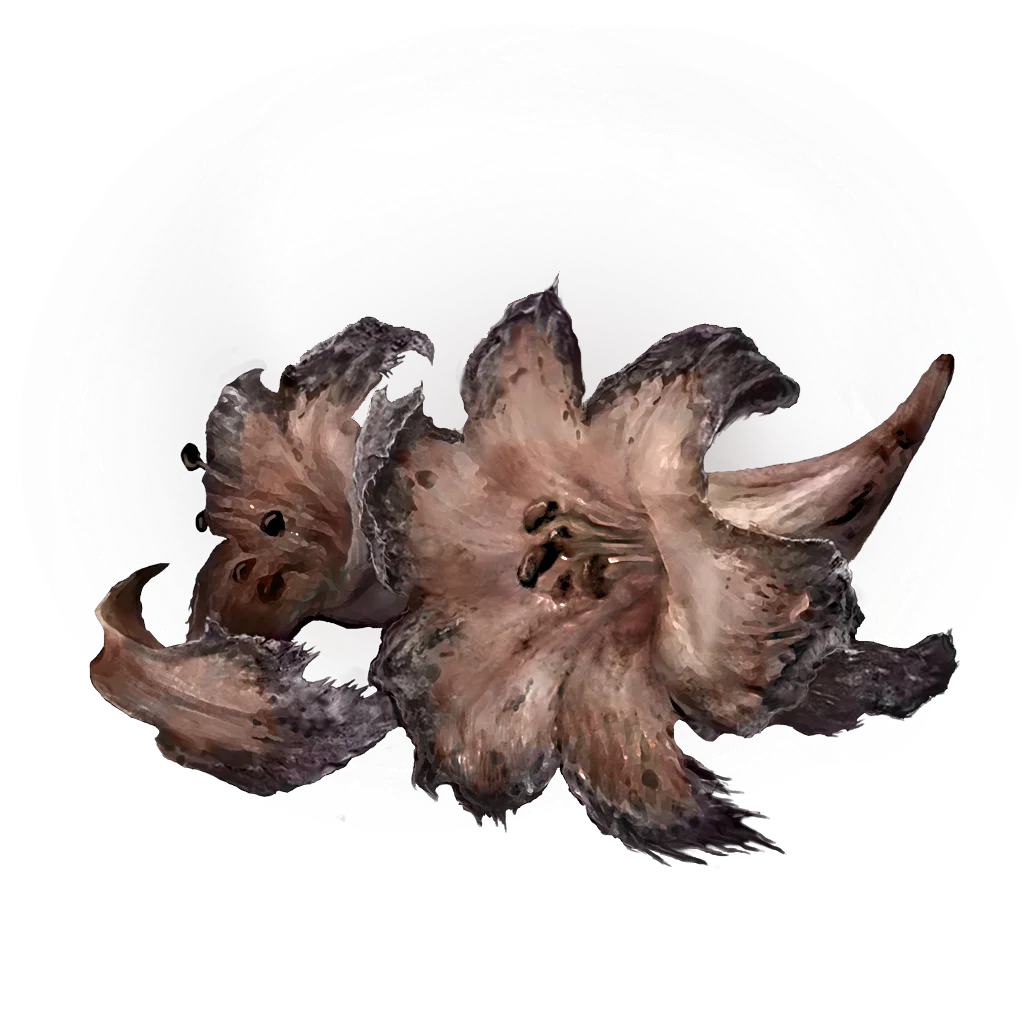 Faded Erdleaf Flower