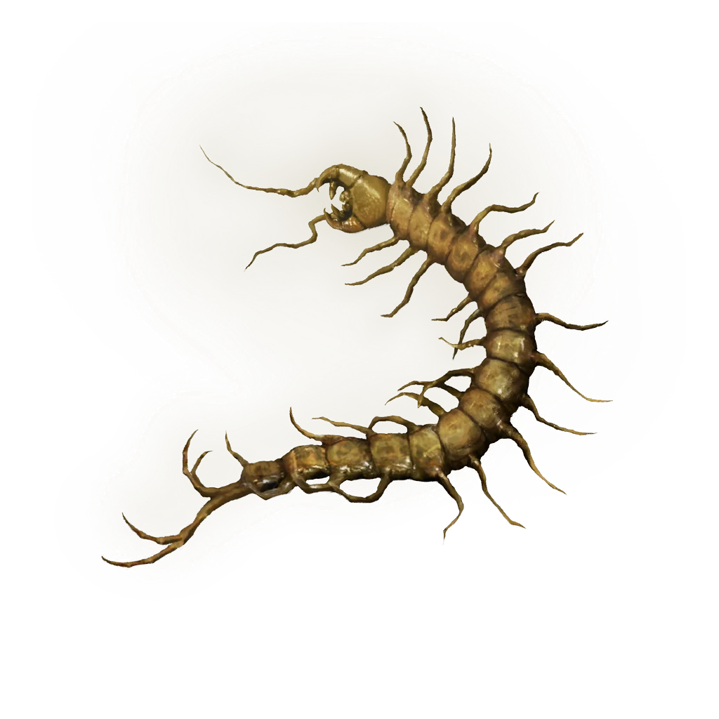 Golden Centipede
