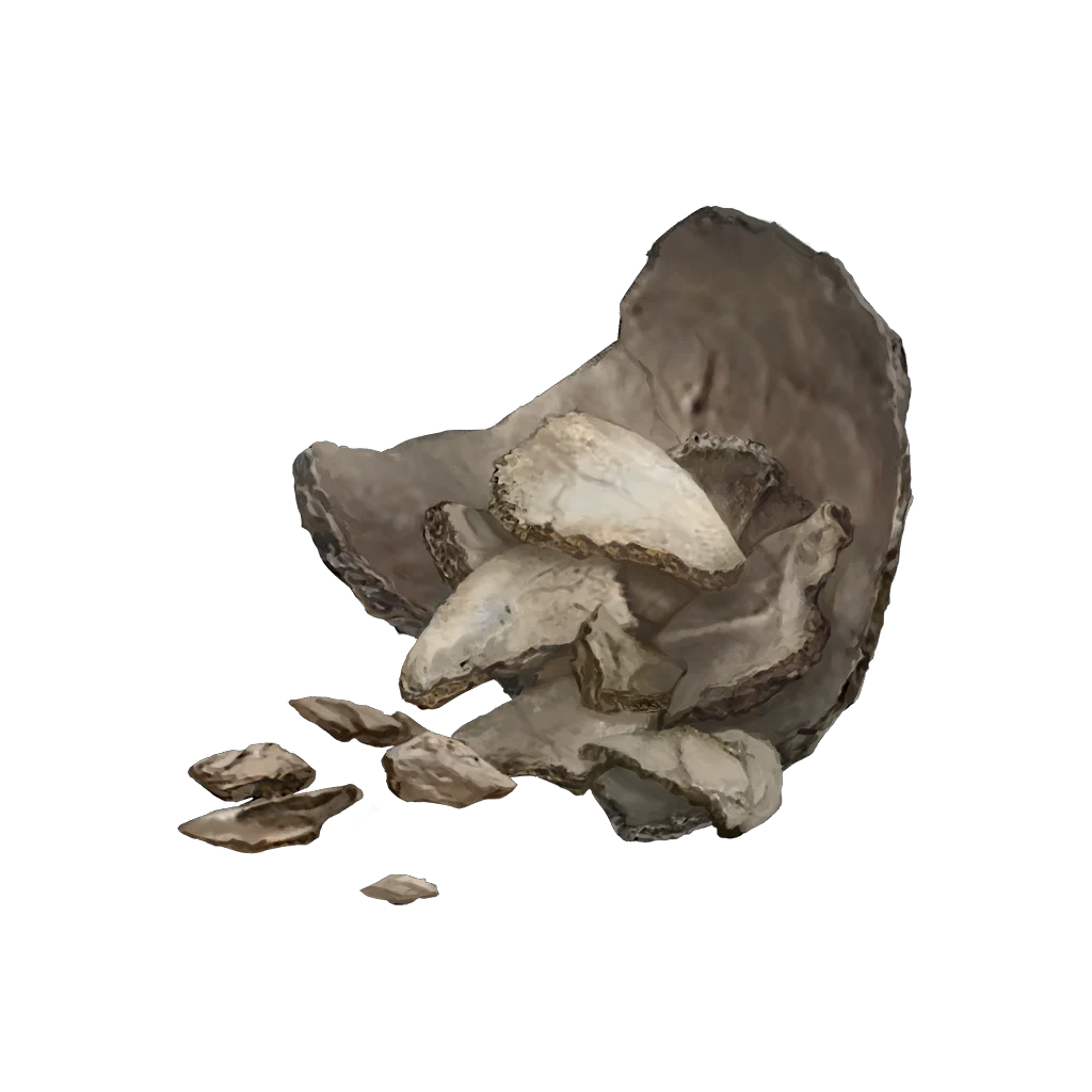 Human Bone Shard
